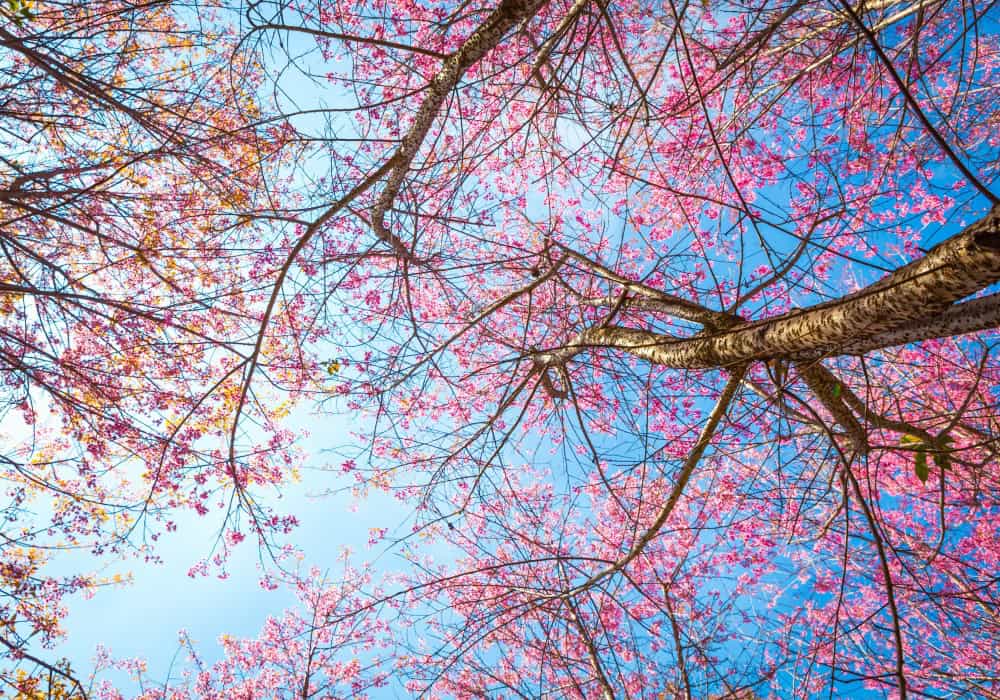 Cerisier en fleurs