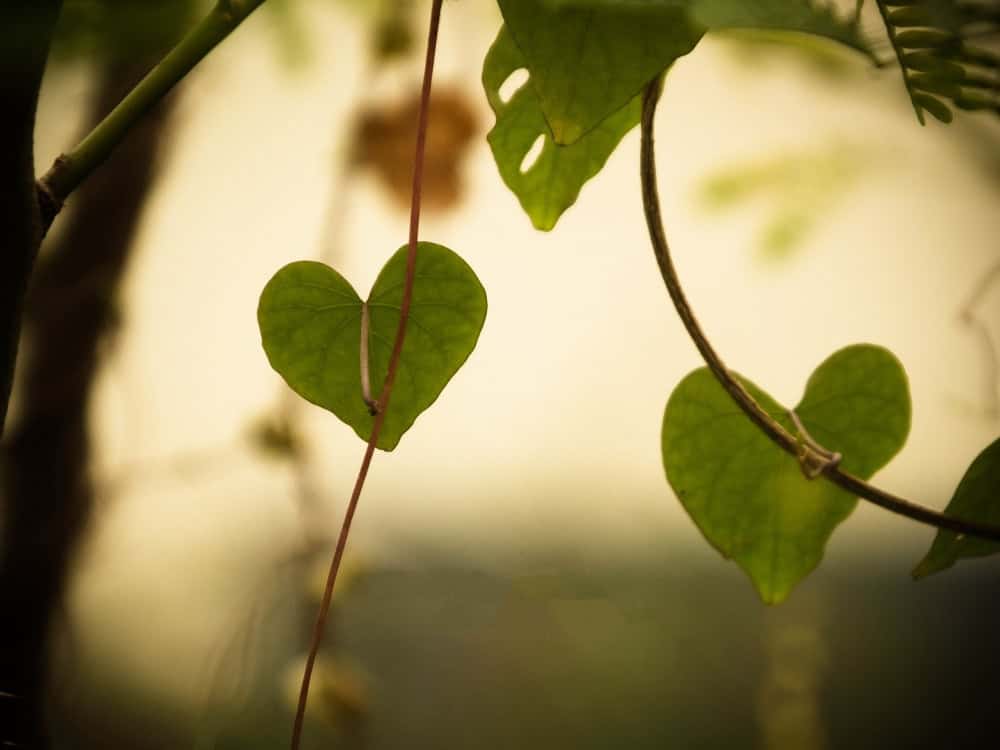 Plante verte en forme de coeur