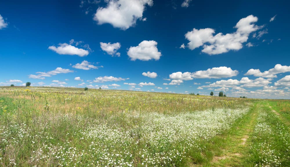 Prairie en fleurs et ciel bleu